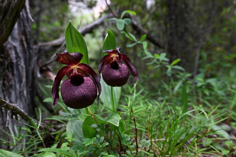 Cypripedium calcicola photo 3