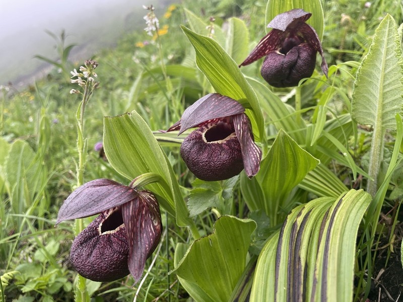 Cypripedium calcicola photo 4