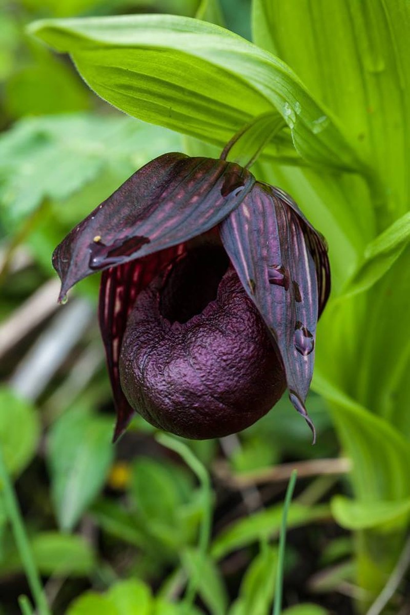 Cypripedium calcicola photo 5