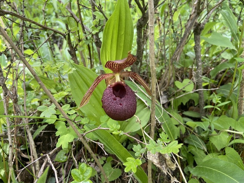 Cypripedium calcicola photo 6