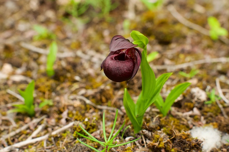 Cypripedium calcicola photo 7