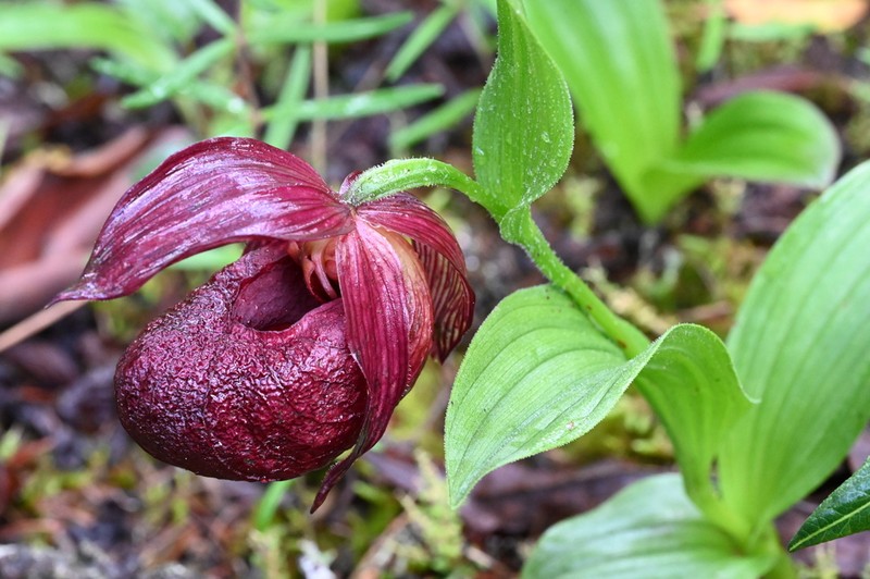 Cypripedium calcicola photo 8