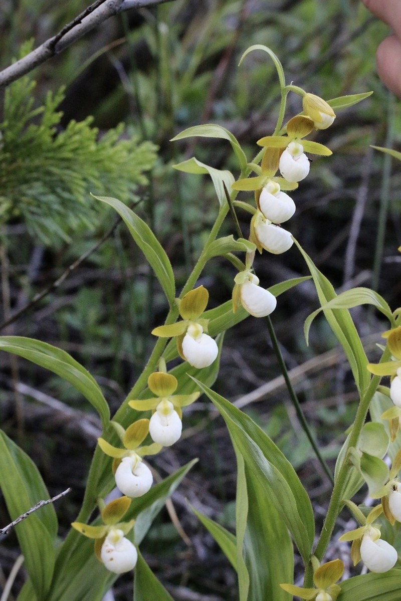 California Lady's Slipper