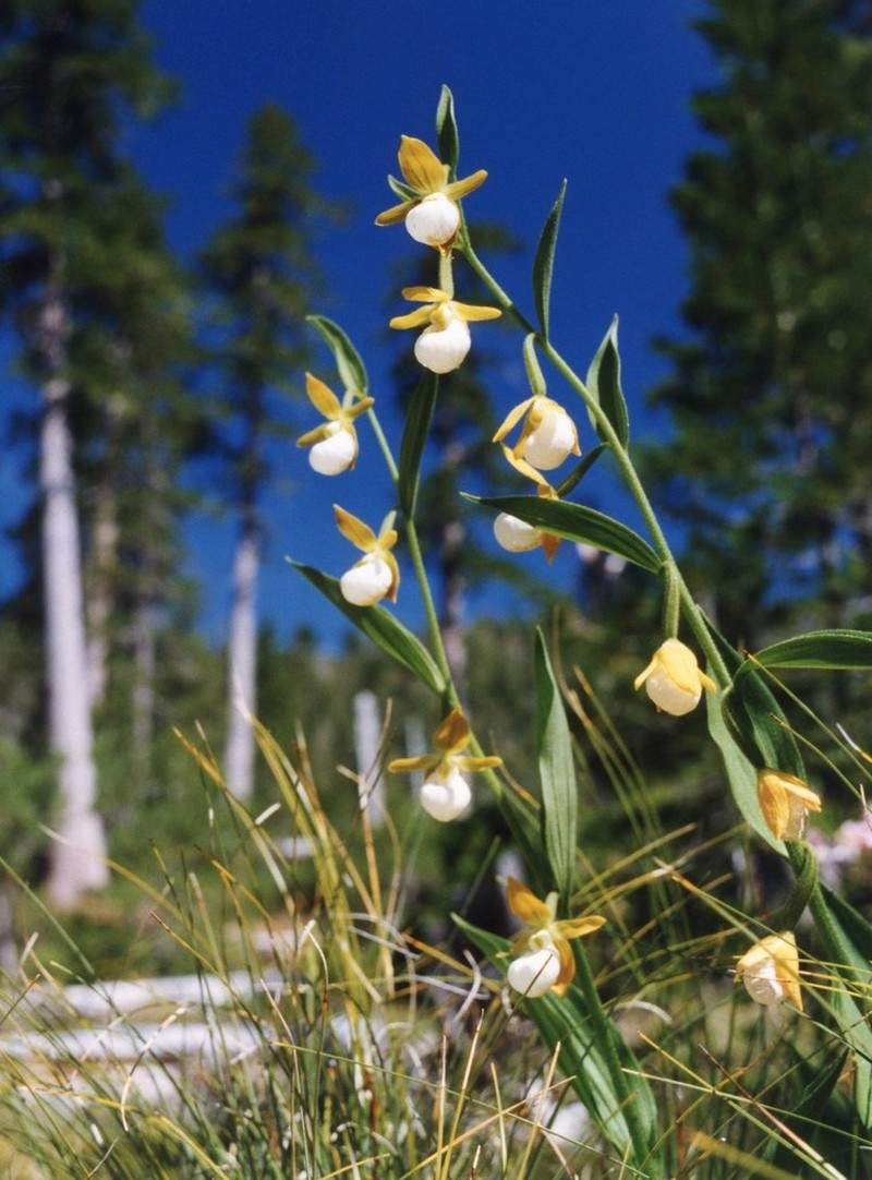 California Lady's Slipper photo 2