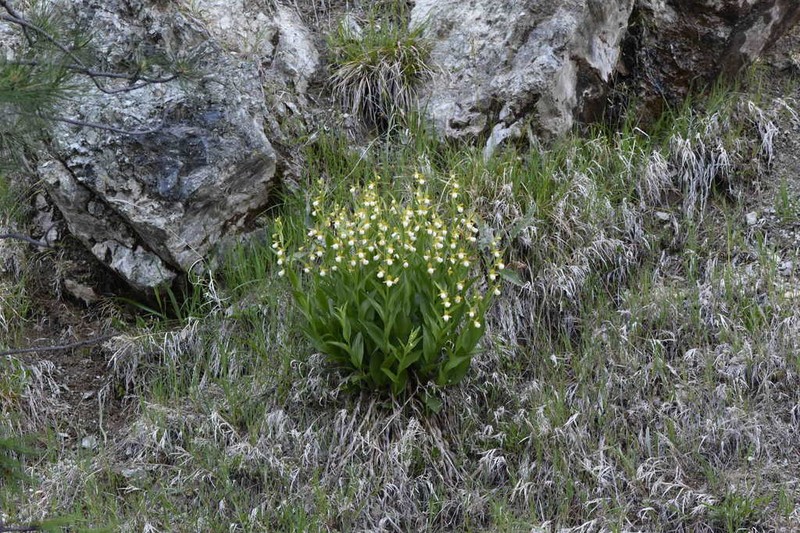 California Lady's Slipper photo 4