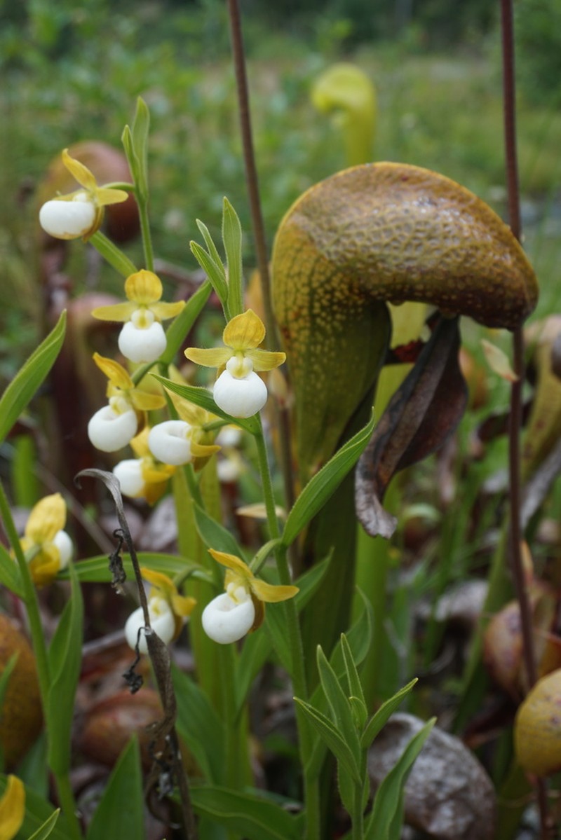 California Lady's Slipper photo 5