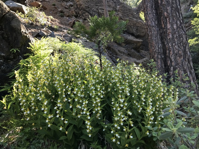 California Lady's Slipper photo 6