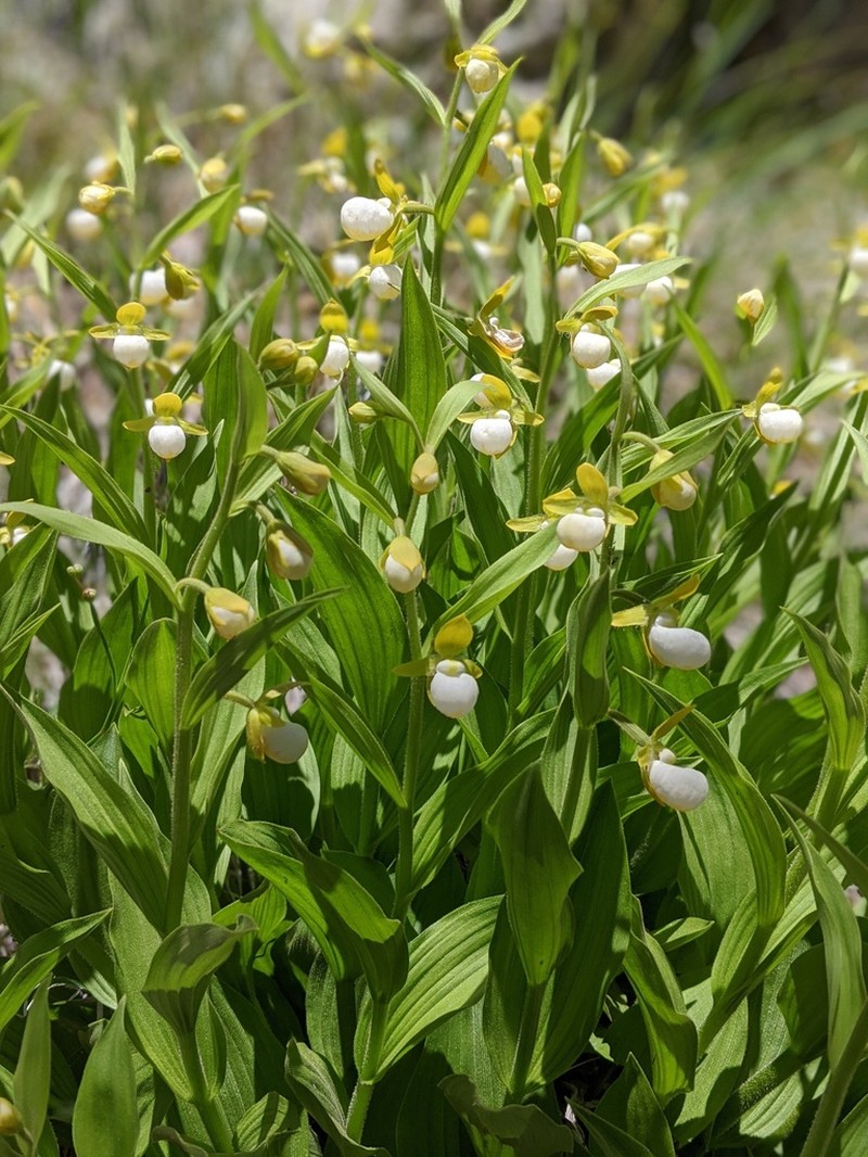 California Lady's Slipper photo 7