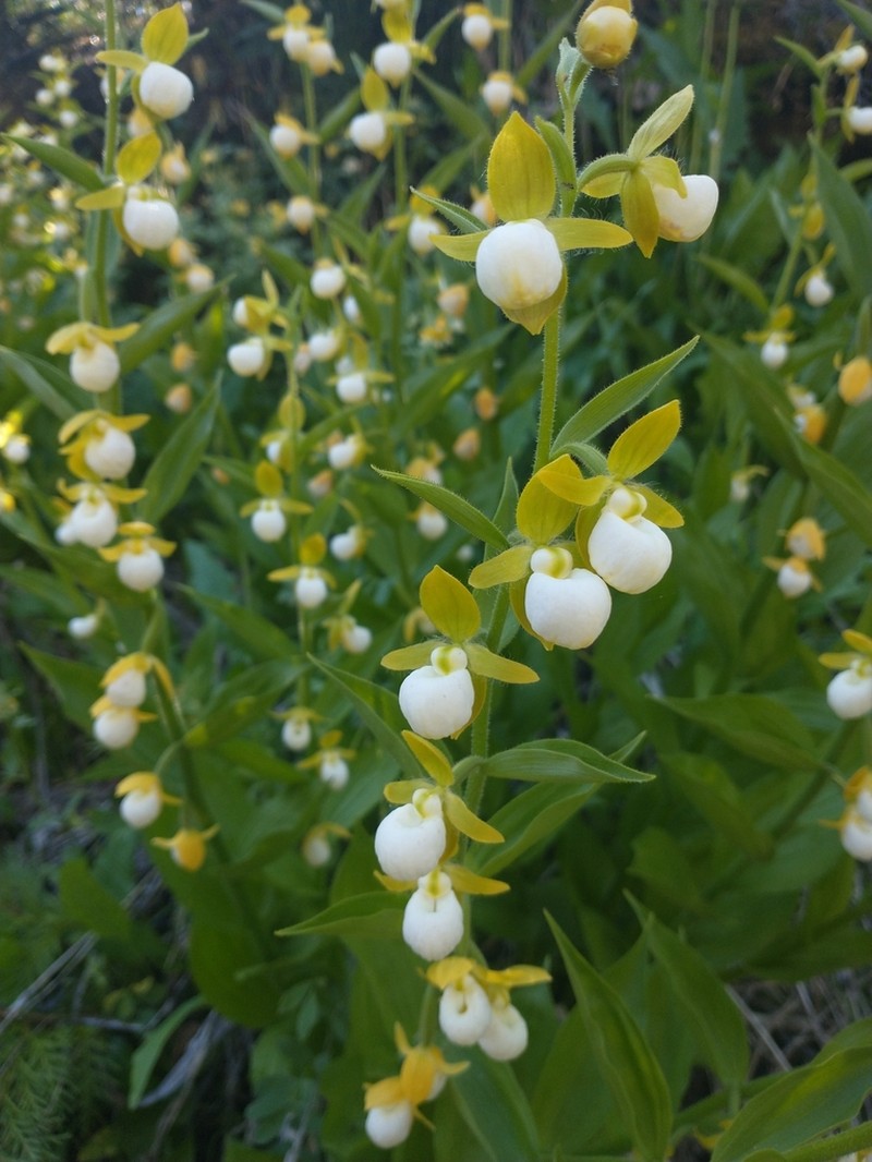 California Lady's Slipper photo 8