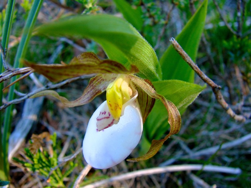 White Lady's Slipper