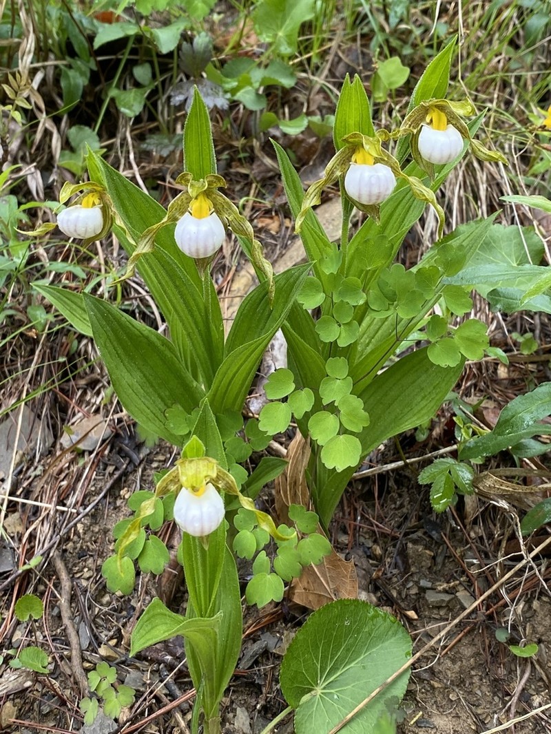 White Lady's Slipper photo 2