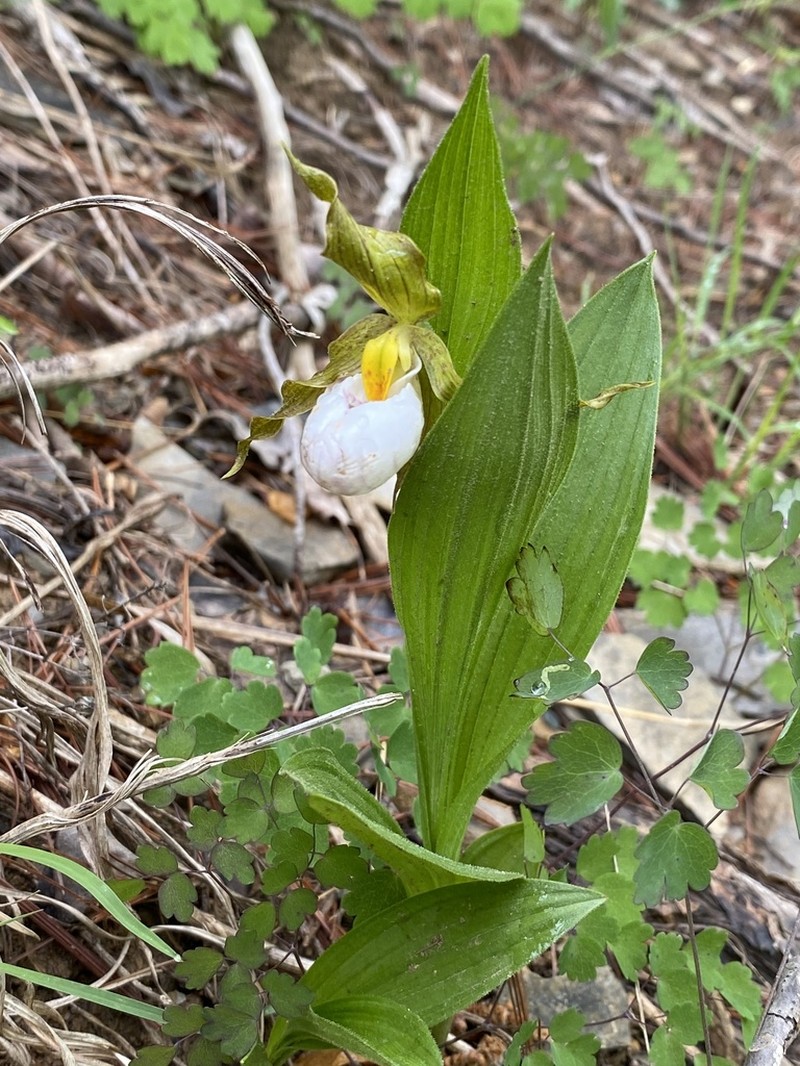 White Lady's Slipper photo 3