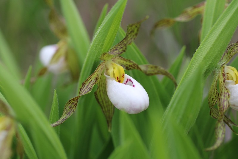 White Lady's Slipper photo 4
