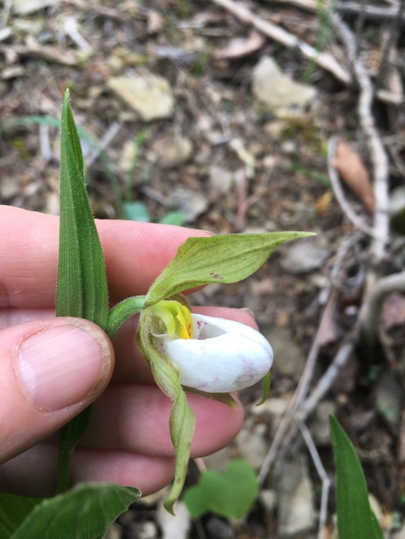 White Lady's Slipper photo 5