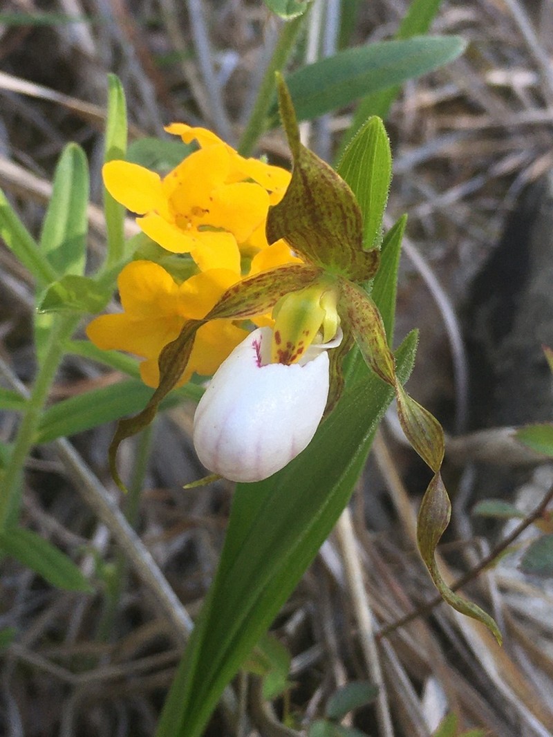 White Lady's Slipper photo 6