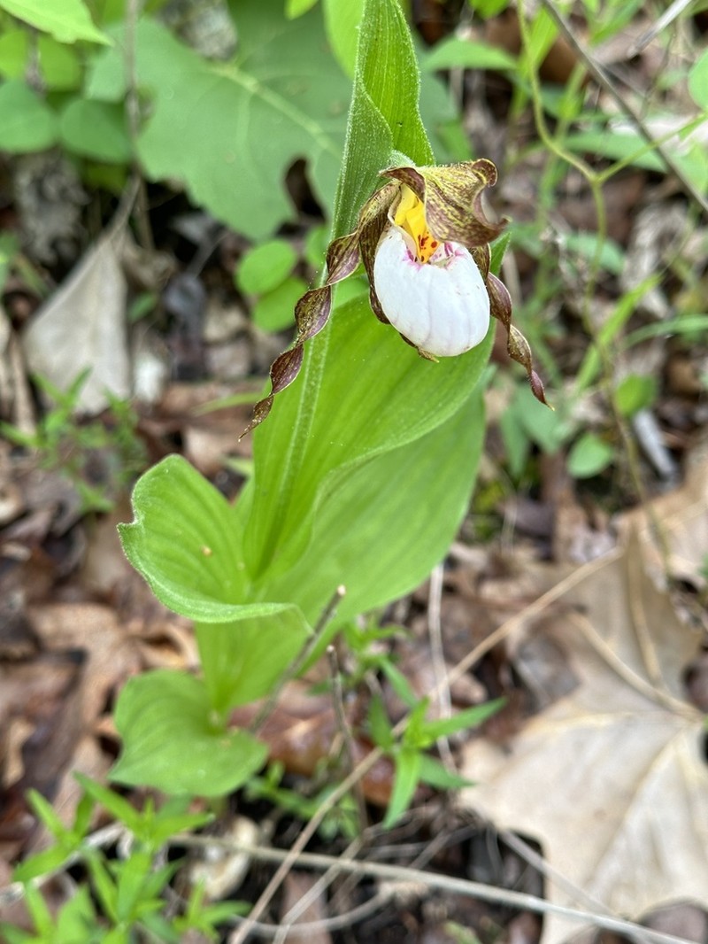 White Lady's Slipper photo 7