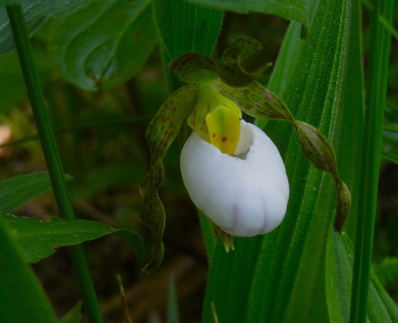 White Lady's Slipper photo 8