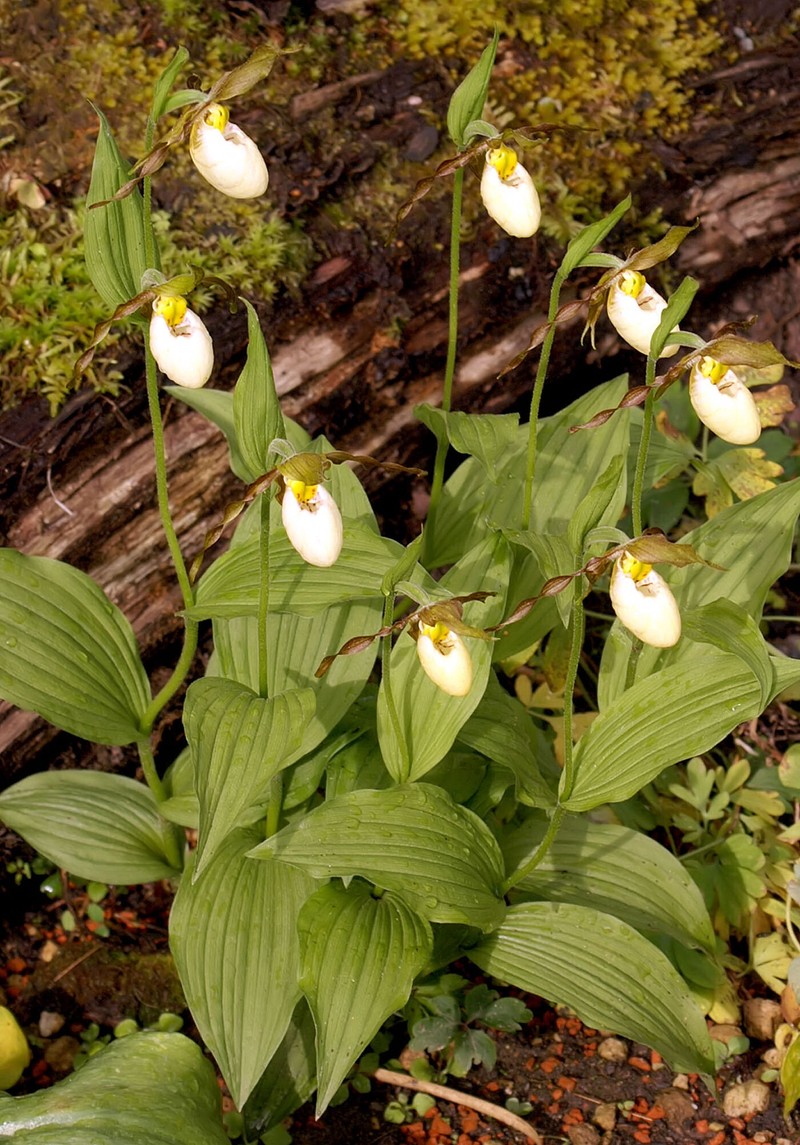 Hybrid Ladyslipper