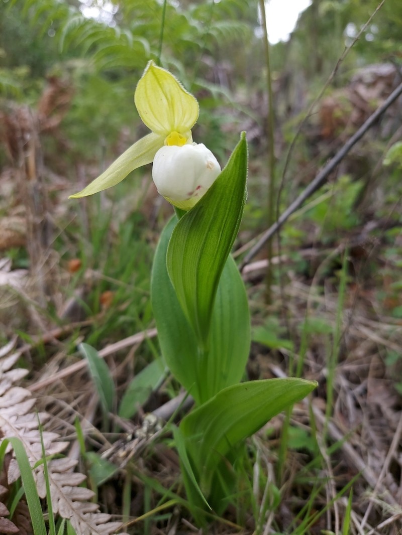 Cypripedium cordigerum photo 2