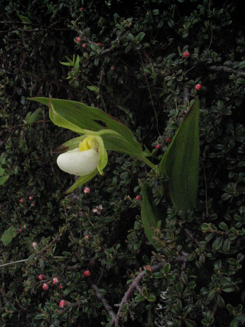 Cypripedium cordigerum photo 3