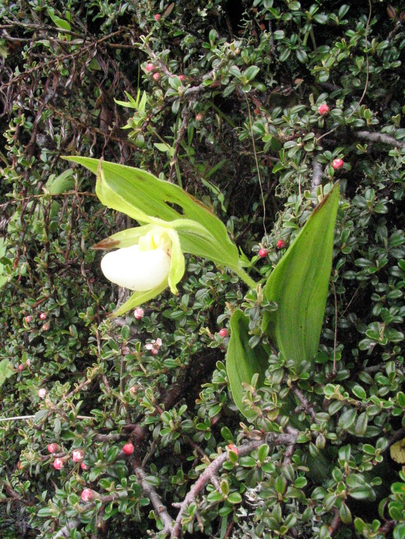 Cypripedium cordigerum photo 4