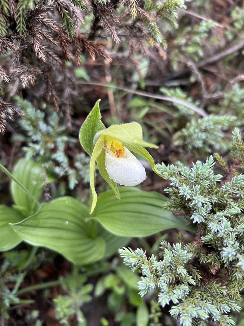 Cypripedium cordigerum photo 5