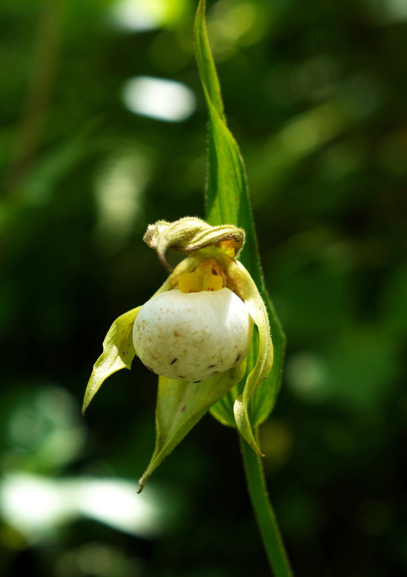 Cypripedium cordigerum photo 6