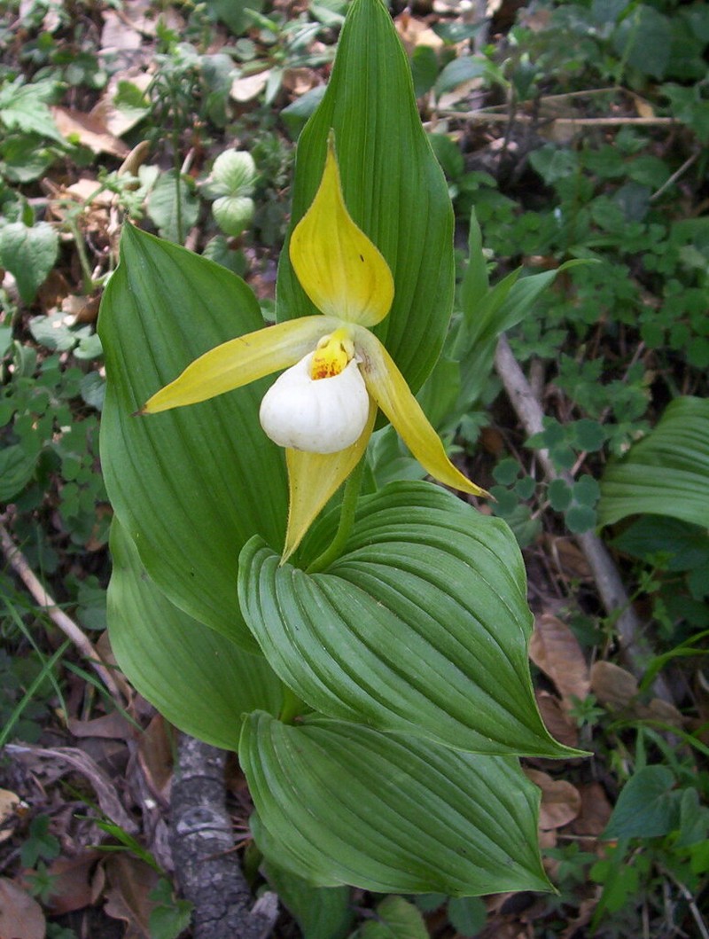 Cypripedium cordigerum photo 7