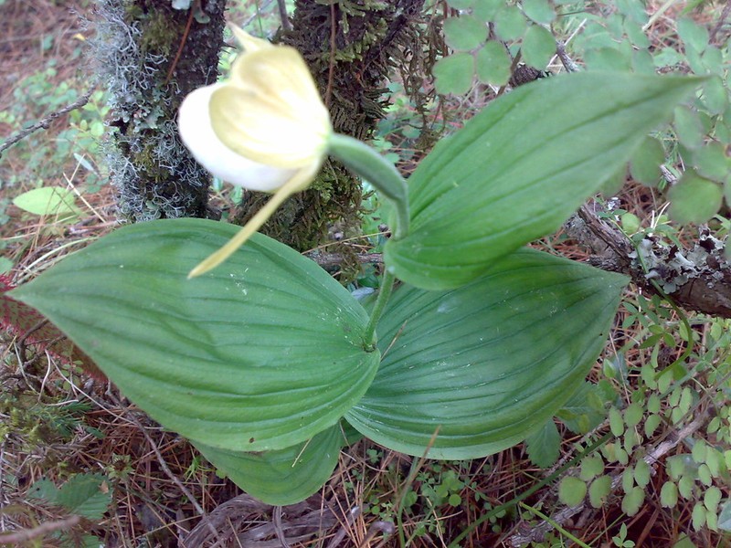 Cypripedium cordigerum photo 8
