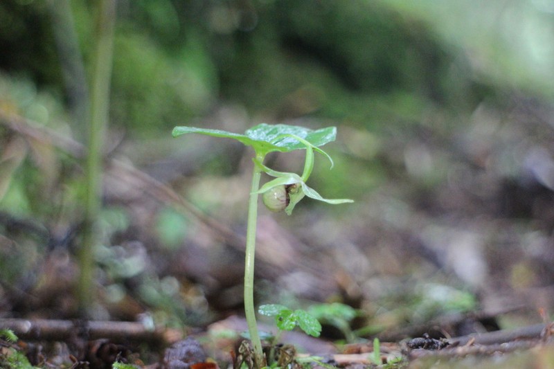 Cypripedium debile