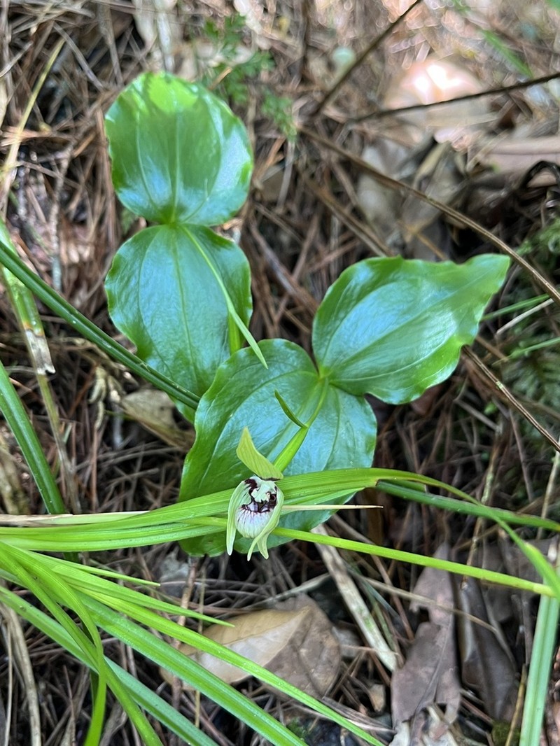 Cypripedium debile photo 3