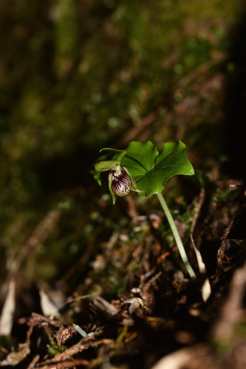 Cypripedium debile photo 4