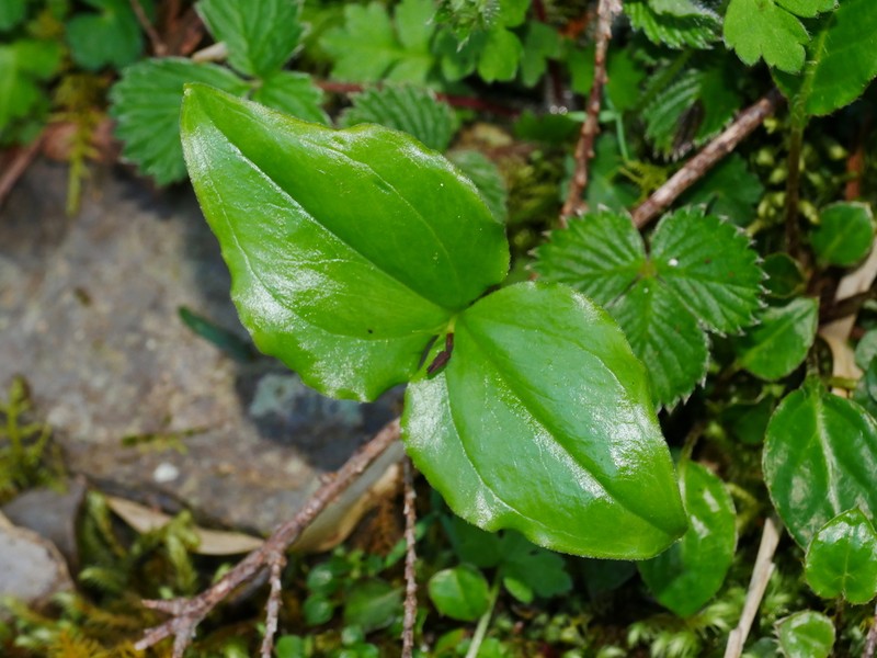 Cypripedium debile photo 5
