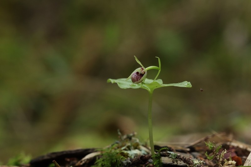 Cypripedium debile photo 6