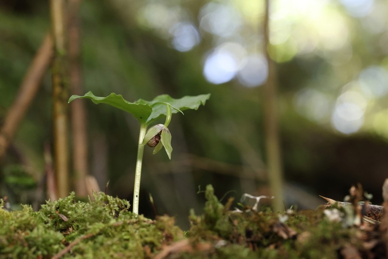 Cypripedium debile photo 7