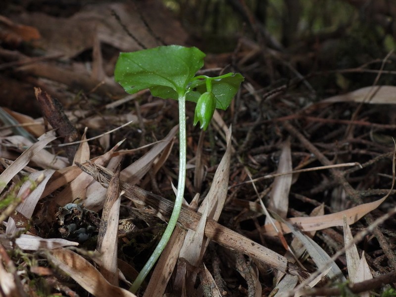 Cypripedium debile photo 8