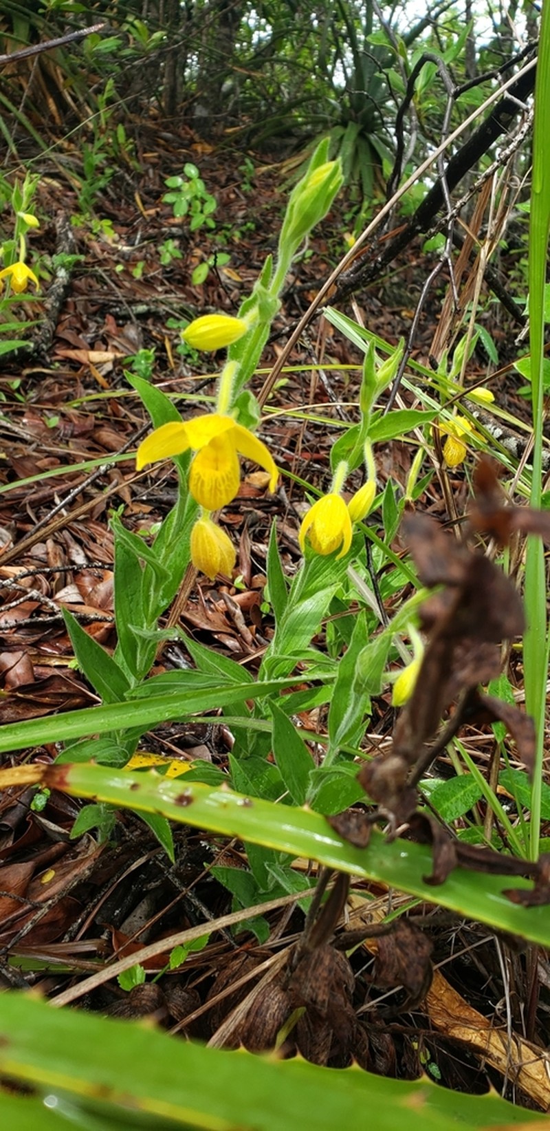 Cypripedium dickinsonianum photo 2