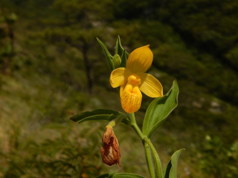 Cypripedium dickinsonianum photo 4