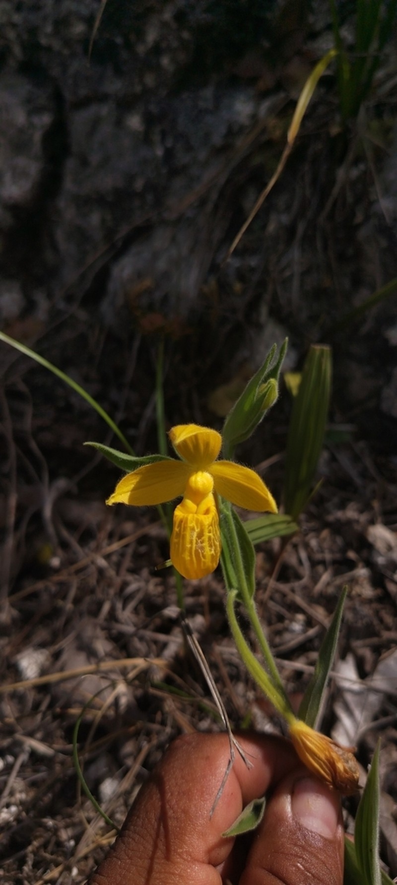 Cypripedium dickinsonianum photo 5