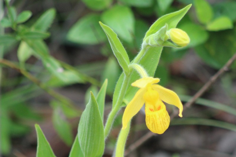 Cypripedium dickinsonianum photo 6