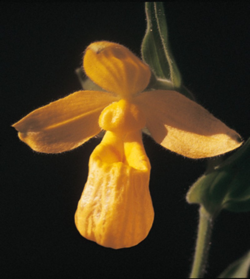 Cypripedium dickinsonianum photo 7