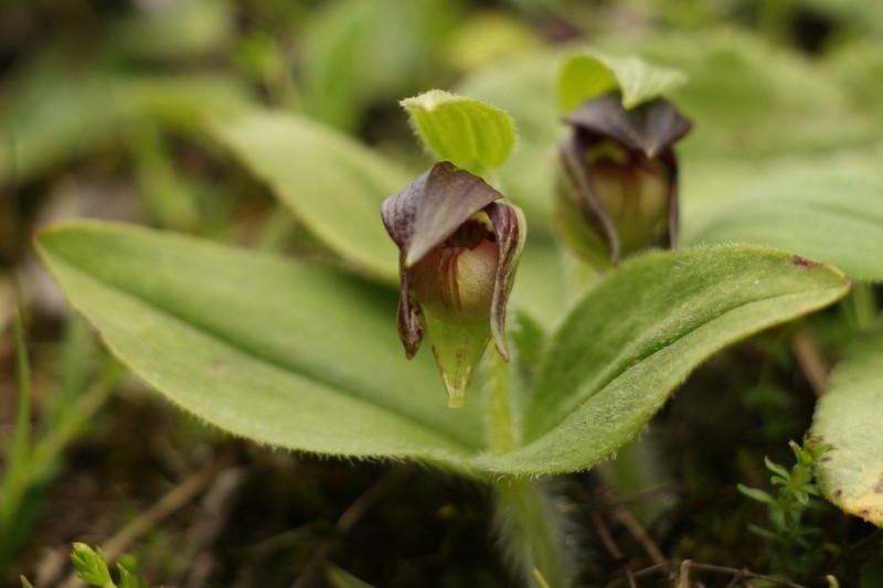 Cypripedium elegans photo 2