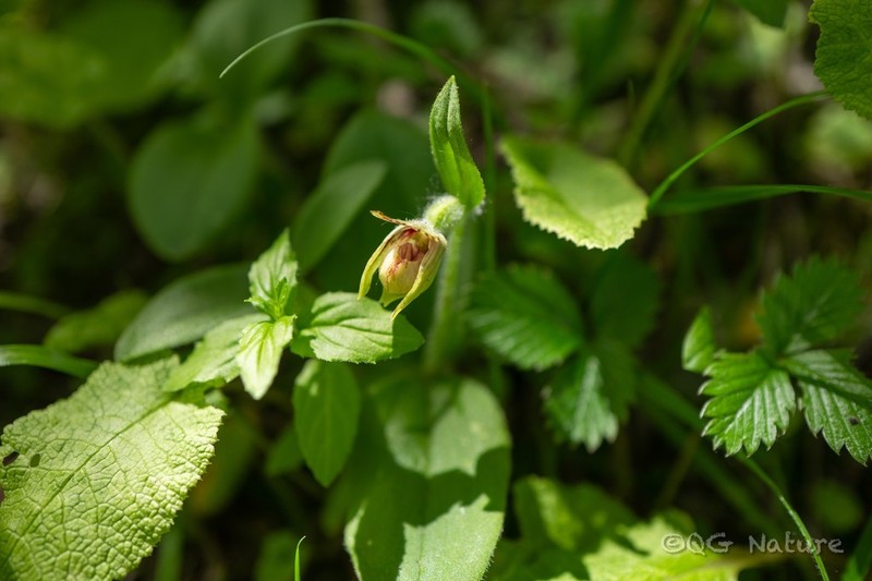 Cypripedium elegans photo 3