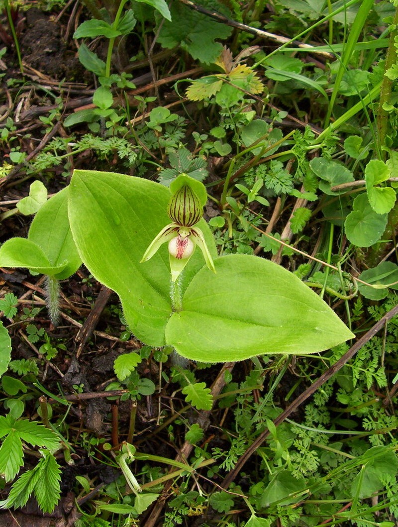 Cypripedium elegans photo 4