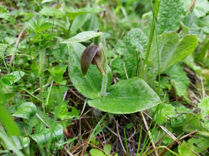 Cypripedium elegans photo 5