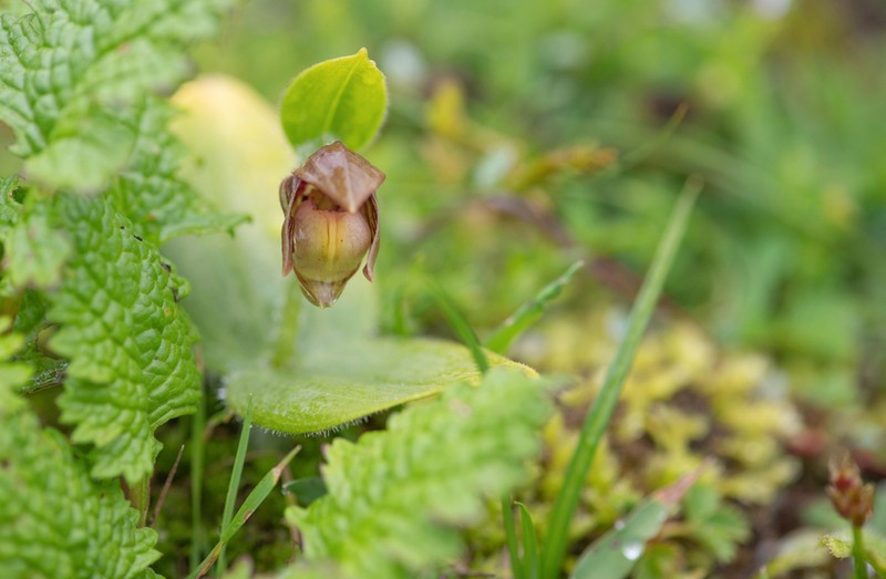 Cypripedium elegans photo 6