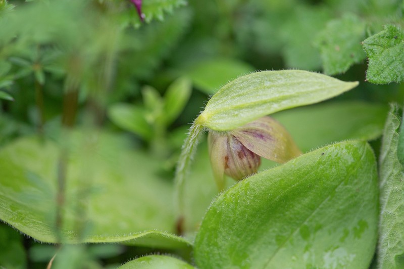 Cypripedium elegans photo 7