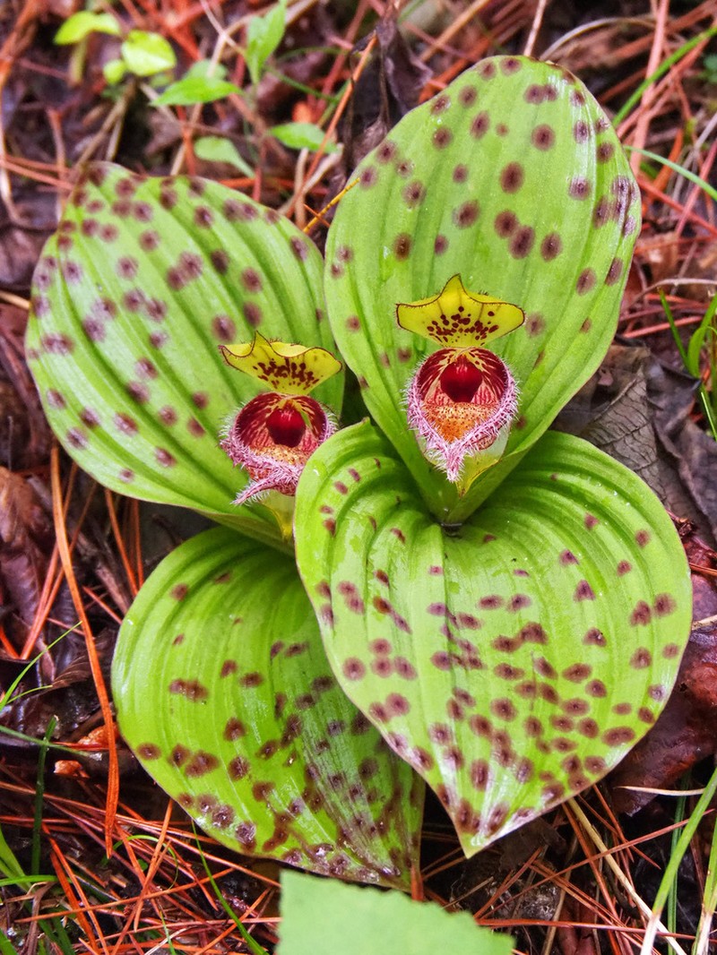 Cypripedium fargesii photo 2