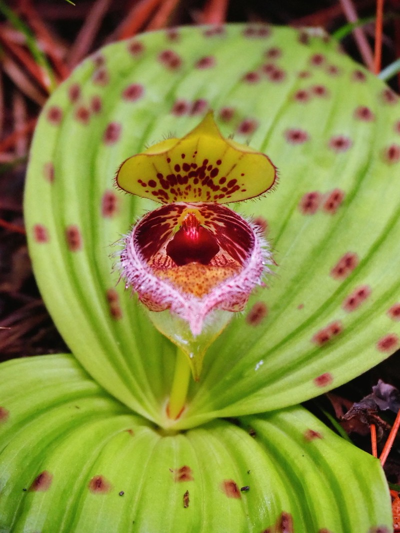 Cypripedium fargesii photo 3