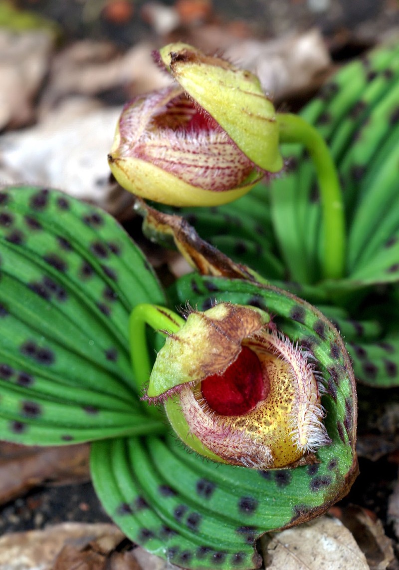 Cypripedium fargesii photo 4